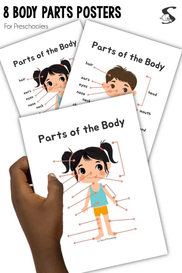 It is important to learn about the body in preschool. These body parts activities for preschoolers are perfect when introducing this theme. See 15+ printables, worksheets, crafts and games for learning all about the body for preschoolers and toddlers.