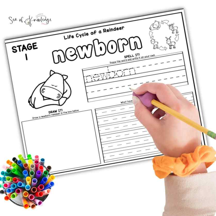 What a great way to learn all about the deer life cycle. These printable worksheets will help learners understand the deer lifespan and in turn, respond to each stage of their development. 