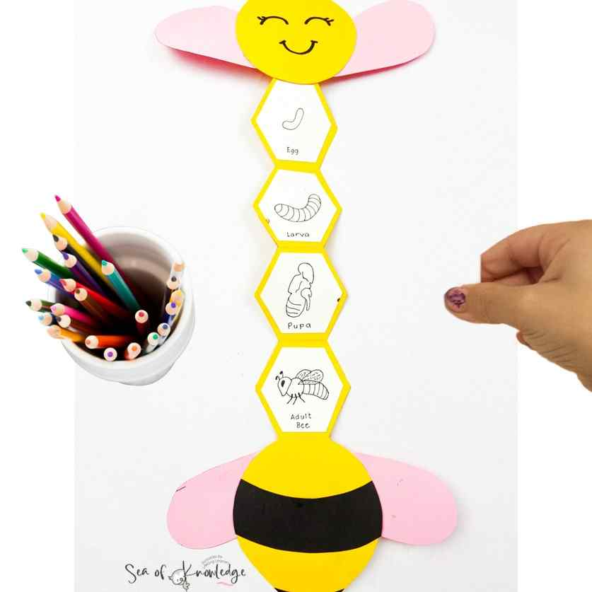bee life cycle craft, you can easily help your students learn about the fascinating life cycle of bees while also engaging their creative side.
